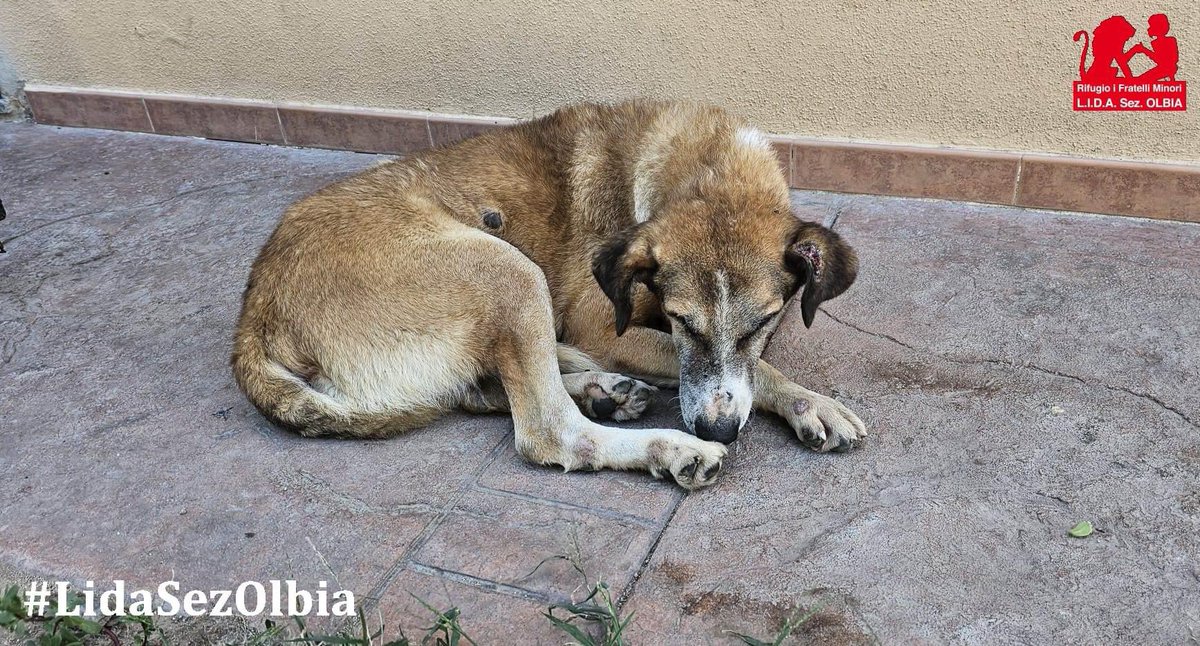 Amico mio carissimo, ancora non mi capacito del fatto che tu non ci sia più. La tristezza ha assalito questa casa e tutti facciamo fatica a realizzare che Gegè non tornerà
Quanto ci mancherai, solo tu lo sai. Ci incontreremo nuovamente di questo sono sicuro e saremo entrambi sani