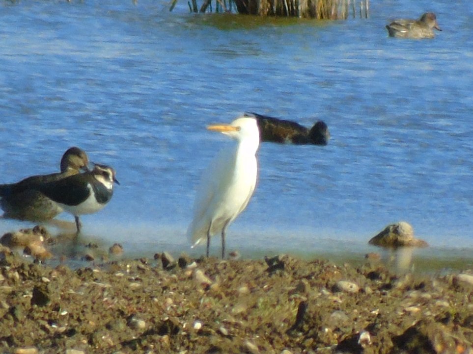OareMarshes's tweet image. Good to be out #MyPatch,  plenty to see on the scrape. Ruff, Ringed Plovers, Dunlin, Lapwings, Blackwit,Redshank, a single Spoonbill, a Cattle Egret dropped in, ComSand, GoldPlovs etc etc Plenty of Swallows passaging West.  I had a lovely few hrs.