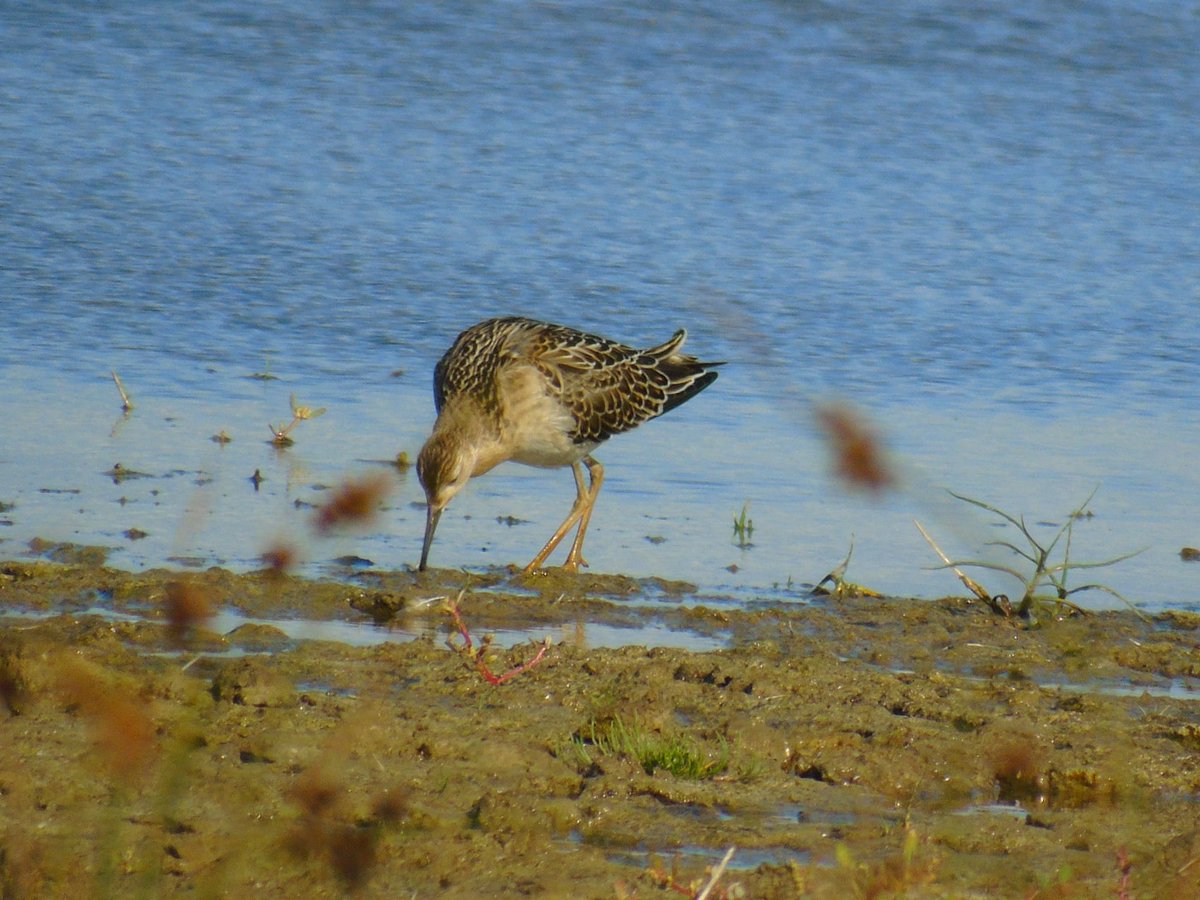 OareMarshes's tweet image. Good to be out #MyPatch,  plenty to see on the scrape. Ruff, Ringed Plovers, Dunlin, Lapwings, Blackwit,Redshank, a single Spoonbill, a Cattle Egret dropped in, ComSand, GoldPlovs etc etc Plenty of Swallows passaging West.  I had a lovely few hrs.