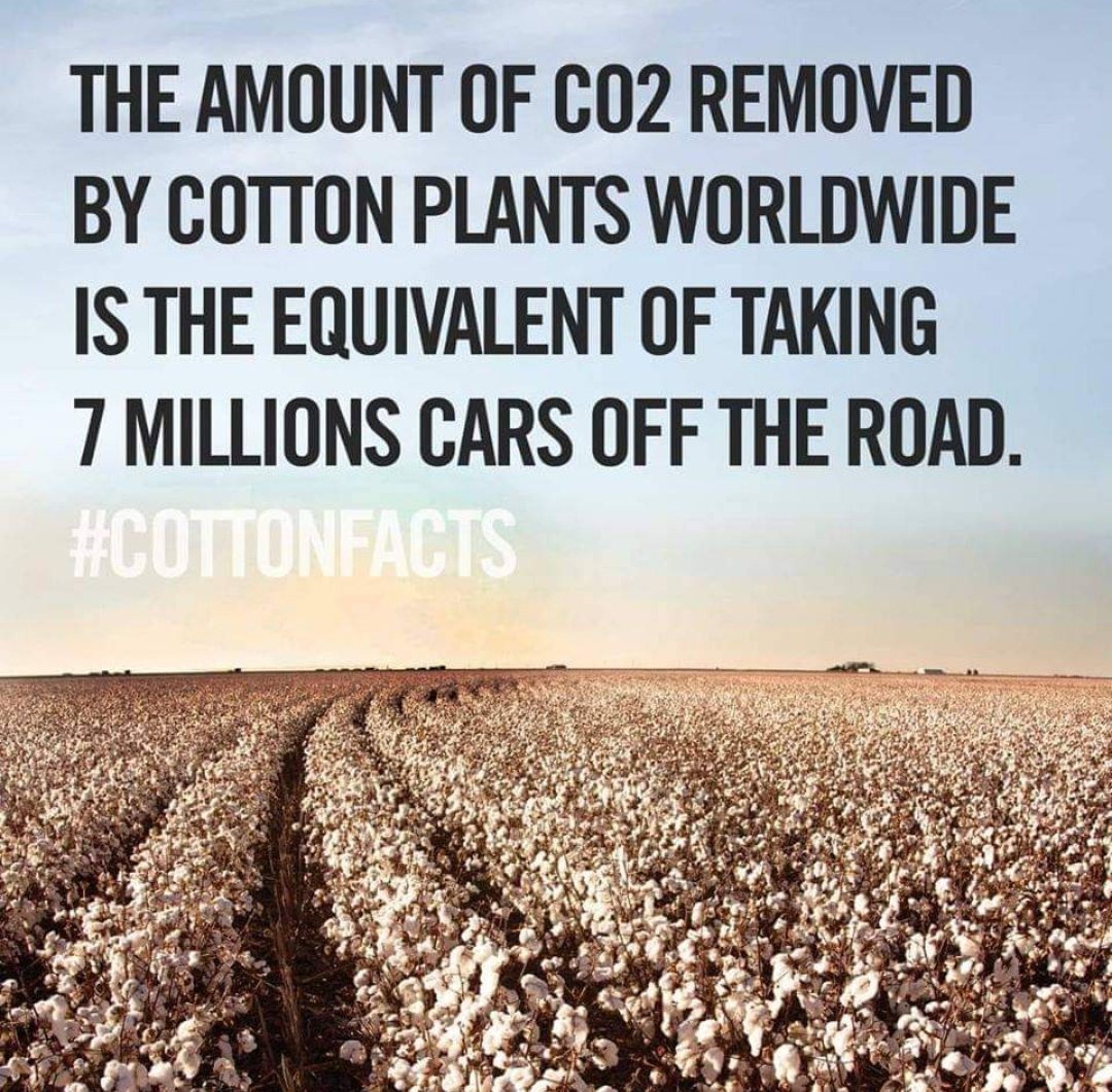 #cotton #cottonfacts