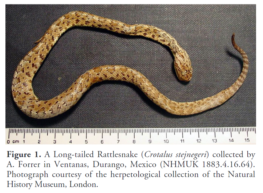 'Potential distribution of the Long-tailed Rattlesnake, Crotalus stejnegeri Dunn 1919 (Squamata: Viperidae): A rare and under-sampled species' by Castro-Bastidas (2024) has recently been published in #ReptilesandAmphibians: doi.org/10.17161/randa… #Herpetology #Reptiles #Snakes