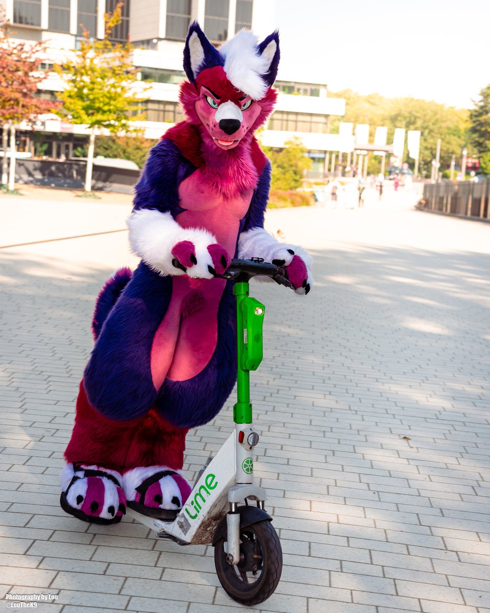 LouTheK9's tweet photo. "They see me rollin'..."

🐶 @ZackHusky 
📸 Done by me
©️ CC-BY-NC-ND https://t.co/YB2yZf4F3q