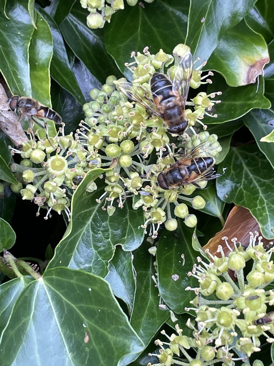 SeedLouise's tweet photo. Honey bees enjoying Ivy flowers ( Hedera helix) in the September sunshine #wildflowerhour https://t.co/EaZBh12Yh0