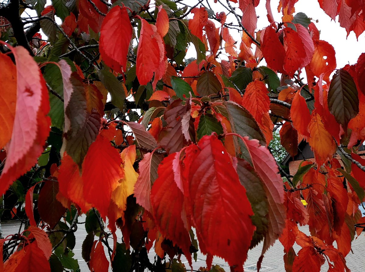 Some autumnal Daventry, Northants pictures.