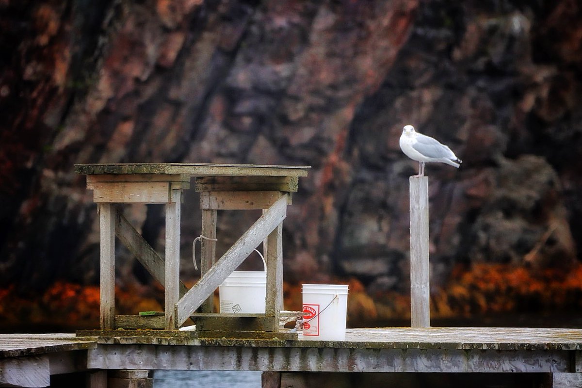 Many of the photos I’m sharing today don’t seem to interest many of my followers, but they’re some of my favourites because they portray our beautiful culture and its importance in shaping our unique province. 
The splitting table, buckets and a gull on a wharf. Classic NL.