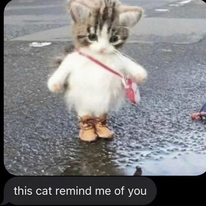 smol silly cat tweet media