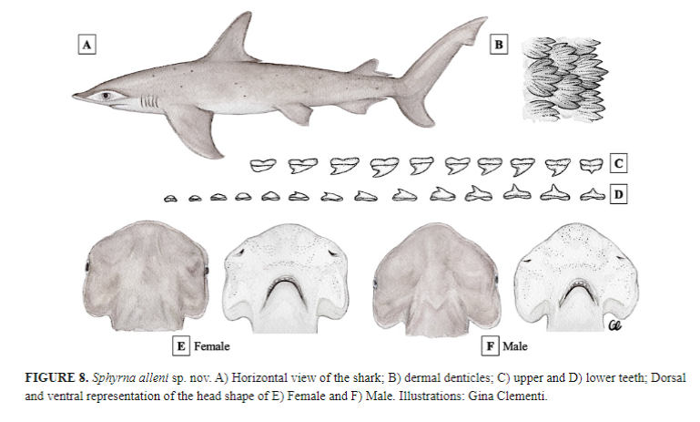 Sharks4Kids's tweet photo. New Species Alert!

Introducing the Shovelbill Shark, Sphyrna alleni, named after Microsoft co-founder and Philanthropist Paul G. Allen,. The new species occurs in the coastal waters of the Caribbean from Belize to Brazil in the SW Atlantic.

https://t.co/iF5tPpovc7 https://t.co/BlHT1q0B6H