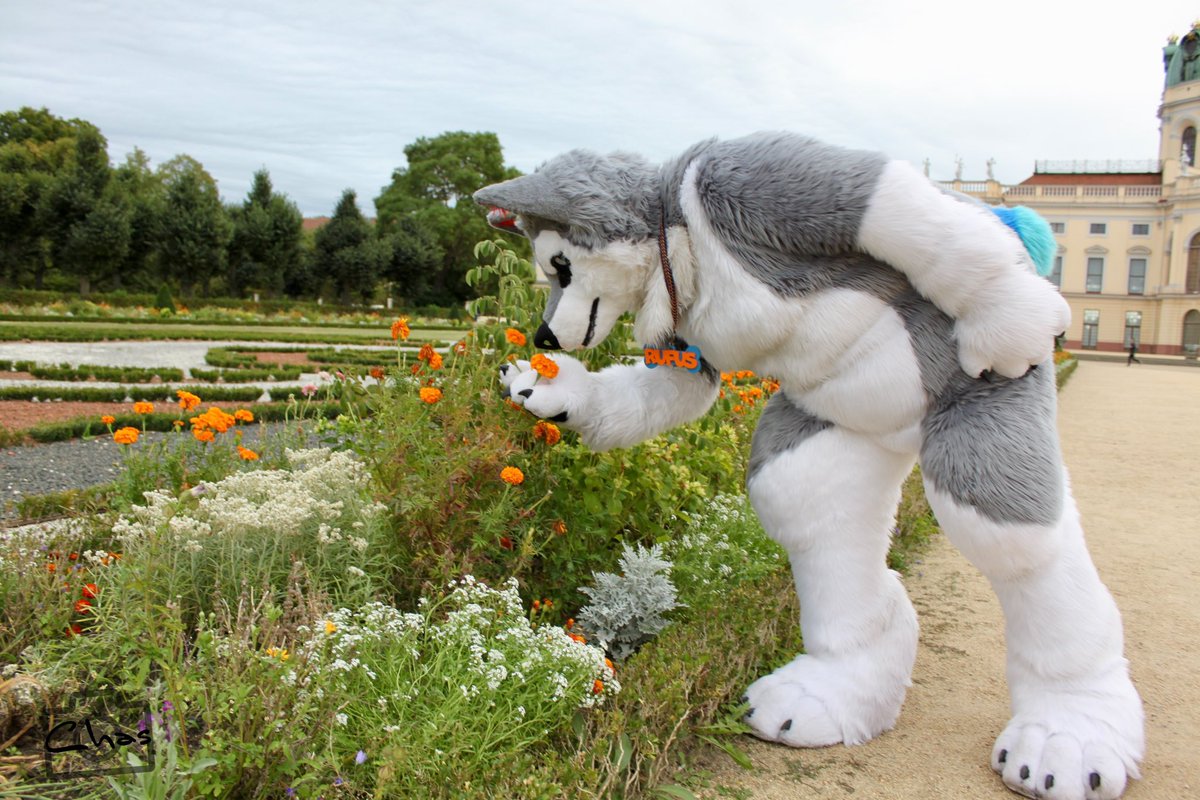 A little culture for <a href="/RufusRainbowDog/">@RufusRainbowDog@dog-pound.de</a> is a must.
It's good that Berlin has so much of it, like Charlottenburg Palace.
He even wanted to take a few souvenirs with him...

#fursuiter #furrytravels #berlin #Schlosscharlottenburg