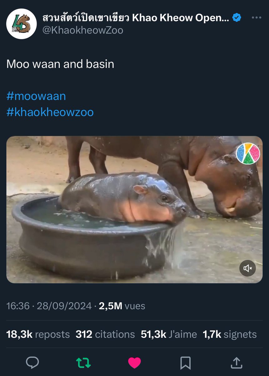 laberiz_'s tweet photo. @Bybit_Official #moowaan the next big thing

Millions of impressions, moodeng’s sister going viral

Gap filling is loading

@MOOWAANCT0 https://t.co/b7l65qWvDo