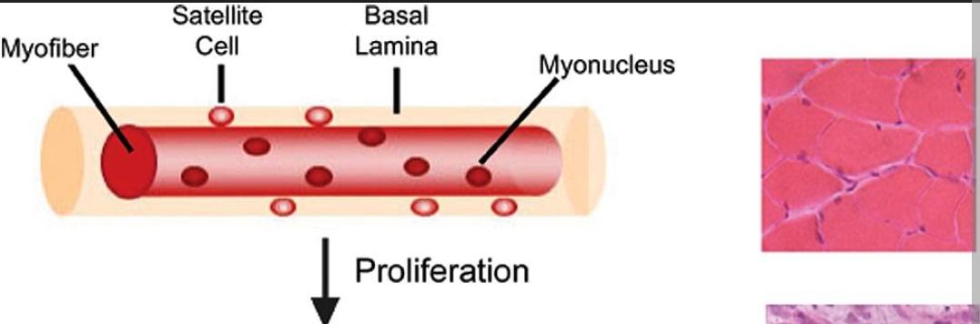 In general, satellite cell numbers as well as cell function decrease with age. 

Your "training age" really affects the satellite cell rate of change as you age. #exercisephysiology