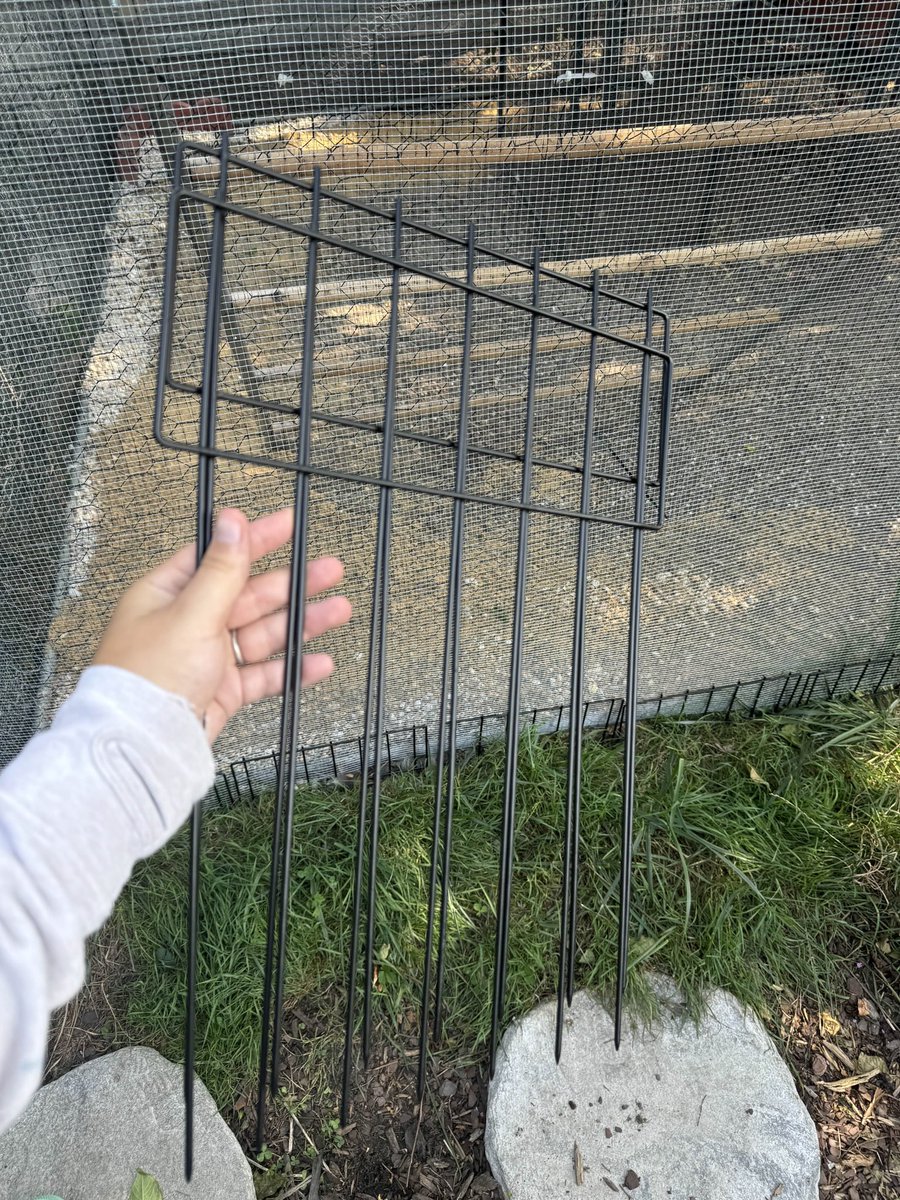 RenTradewind's tweet photo. Any chicken keeping friends have further recommendations for reinforcing of a run? Trying to think of everything I can to keep my flock safe 😭 I feel pretty good about the hardware cloth and staking.. what else can I do? https://t.co/A20SOOcOVD