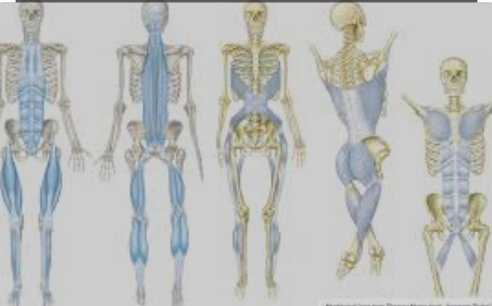 The ECM (extra cellular matrix) continues to be underrepresented in fitness conversation.  #exercisephysiology