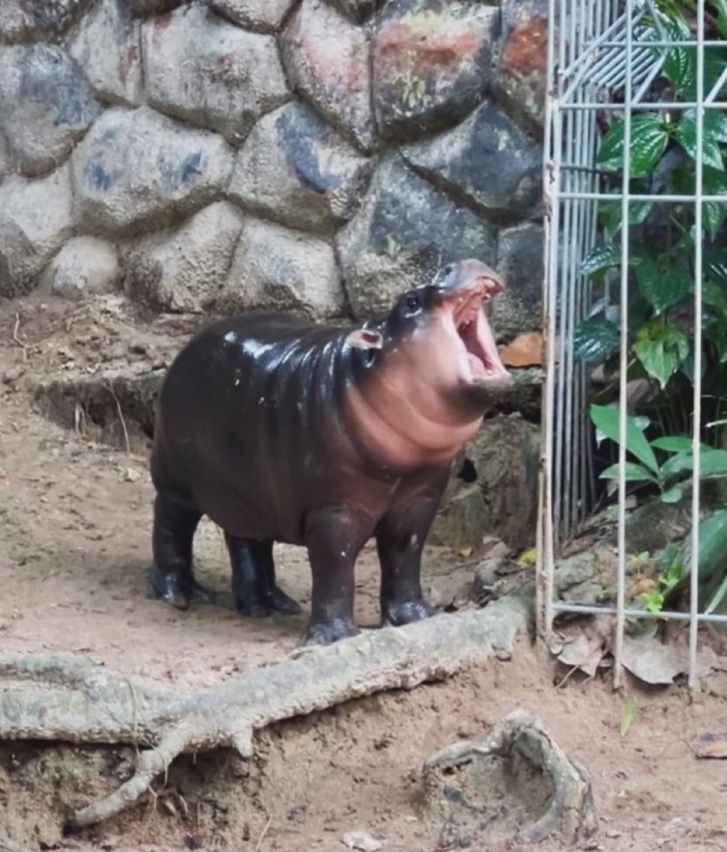 Wie ich auf St.Pauli MAINZAAAA rufen werde, nachdem wir das 1:0 am Samstag schießen