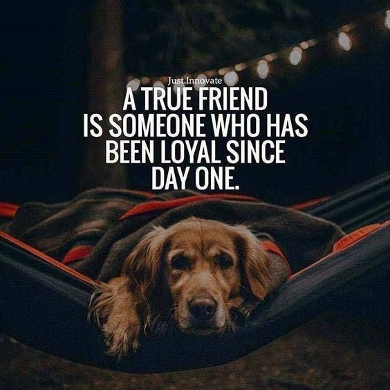 ShadowDogDesign's tweet photo. A true #friend is someone who has been #loyal since day one.
#Dogs #Dog #LoveDogs #DogsAreLoyal #UnconditionalLove #BestFriend #GoodDog #DogsAreLove https://t.co/F17linszU4