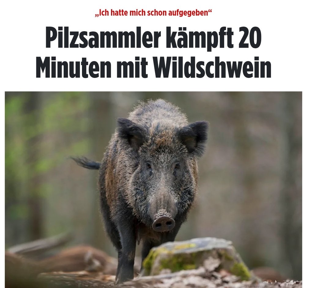 Howie mein Bira hat einfach stabil 20 min mit Wildschwein dafür gekämpft...gebt ihm mal mehr Respekt ihr Hurensöhne