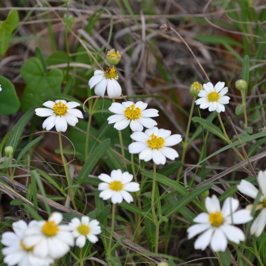 Melampodium leucanthum, commonly known as Blackfoot Daisy, is a resilient perennial native to the southwestern United States, including Texas, Arizona, and New Mexico.  (photo by Cody Stricker)

#nativeplants #wildflowers #floraandfauna