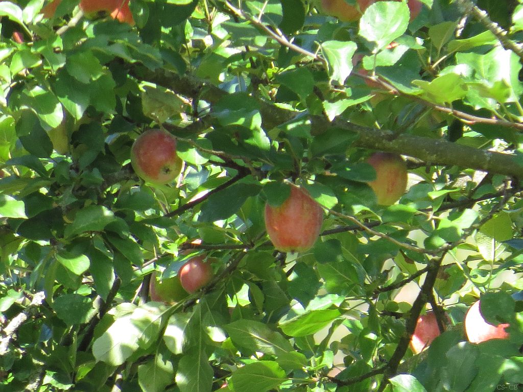 beingmyself_25's tweet photo. Leckere Äpfel, leider kenne ich die Besitzer nicht um zu fragen ob ich ein paar Äpfel plücken darf
#Landschaft #Apfelbaum #Biebertal #Gießen #Mittelhessen https://t.co/h4cadQnlcN