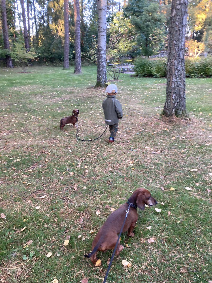 FranskMat's tweet photo. På väg hem efter date mad Lille S, 2 år 2 mån. En stor och stark kille som promenerade med tålmodig Lily, 8 år. Vi avslutade dagen på Världsarvet #Skogskyrkogården och hejade på Gammelmormor, mamma. #barnbarn #axliv #hundliv #teckels #petitsenfants #worldinheriance https://t.co/Q3ozCWn0Ry