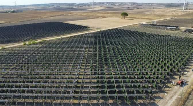 Italia empieza a apostar por las Agrovoltaicas, habría que legislar al respecto y ponerlas en los terrenos agrícolas. Generaría más trabajo y no se perdería la producción de alimentos, como vemos, cada vez dependemos más de terceros para comer y a precios desorbitados.