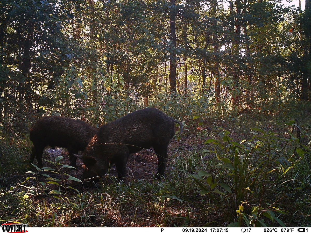 Brantley, Alabama is waiting on you. Spots still open for an awesome spiritual retreat! Great chance to meet some amazing guys and grow closer to God. Praying for you all!
#deer #hunting #Christianity #christian #GodIsGood #outdoors