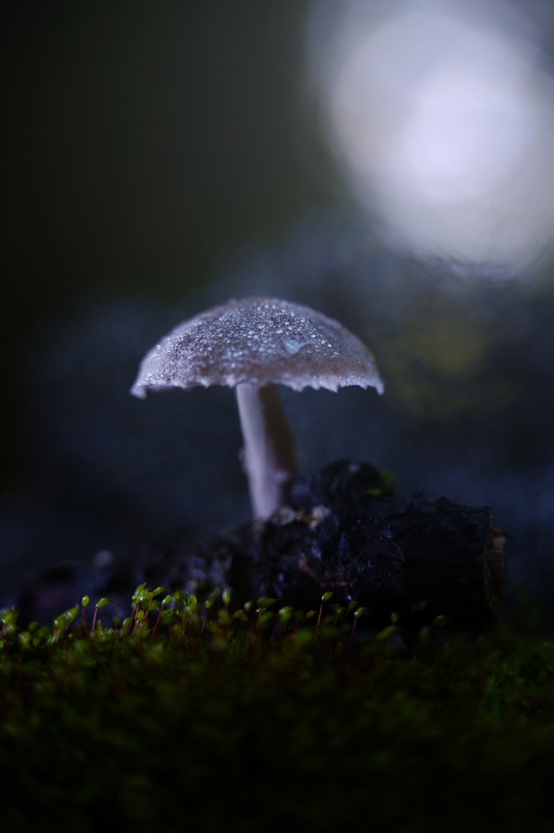 - i funghi della luna - Moon's mushrooms - with the new Sigma 2-105 f2.8 Art.
<a href="/foto_sigma/">SIGMA Italia</a> <a href="/SIGMA_foto/">SIGMA (Deutschland)</a> <a href="/SigmaFoto/">SigmaFoto Benelux</a> <a href="/Sigma_Photo/">SIGMA America</a> <a href="/SigmaPhotoSpain/">SIGMA Spain</a> <a href="/Sigma_Japan/">SIGMA Japan</a> @SIGMAsgv