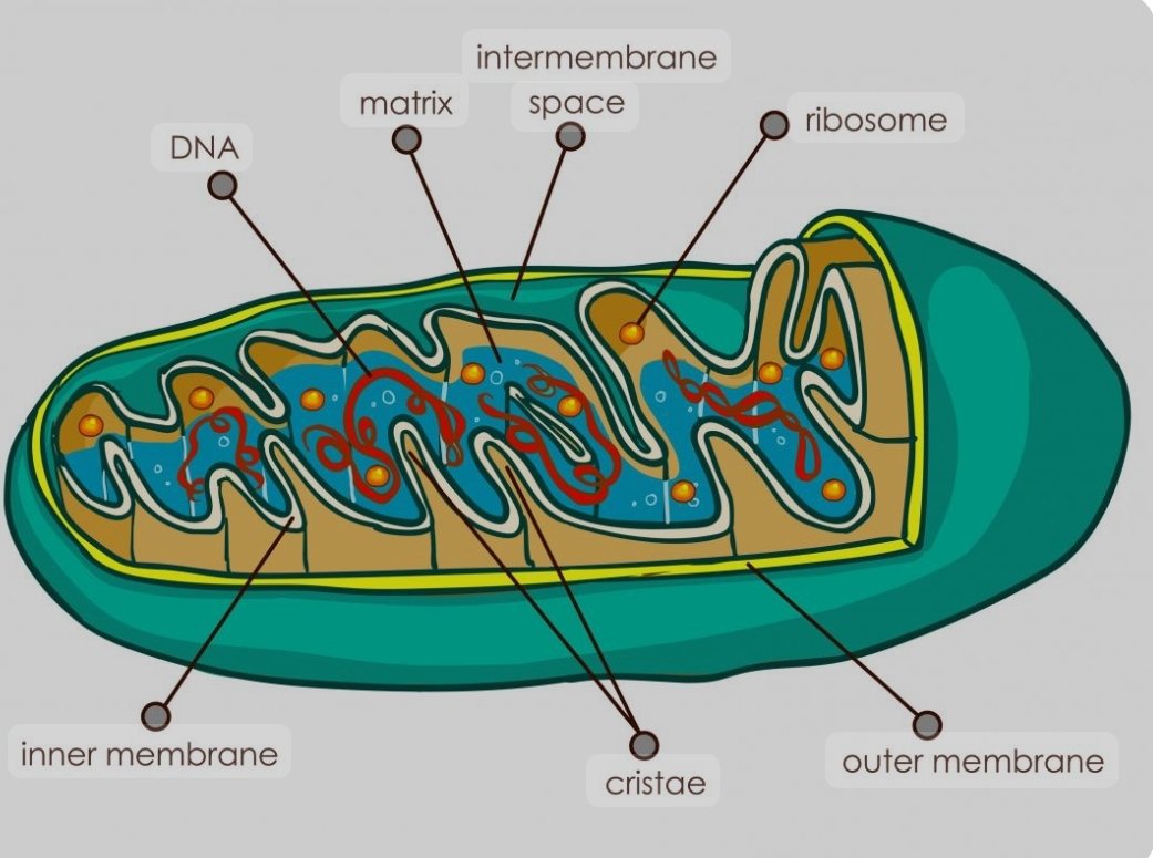 Mitochondria are more than the powerhouses of the cell. 

They support cellular signaling between cells, regulate cell death, influence stem cell development, and seem to be the biggest factor in supporting longevity. #exercisephysiology