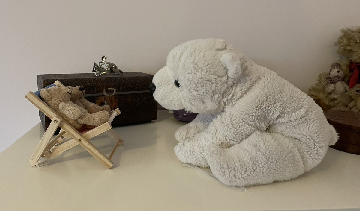 BertieBear13's tweet photo. Kitty pretending she is a big bear 🤭 #BertiesCandidCamera #ItsAllRelative https://t.co/Bl6Twewuyy