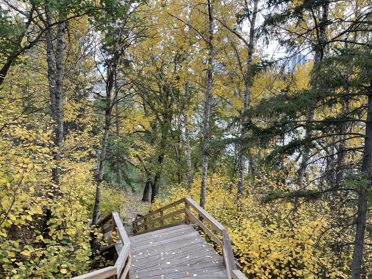 minfengtang's tweet photo. Enjoying a peaceful walk on a trail in #YEG 🍂 https://t.co/SHB6nNCcIi