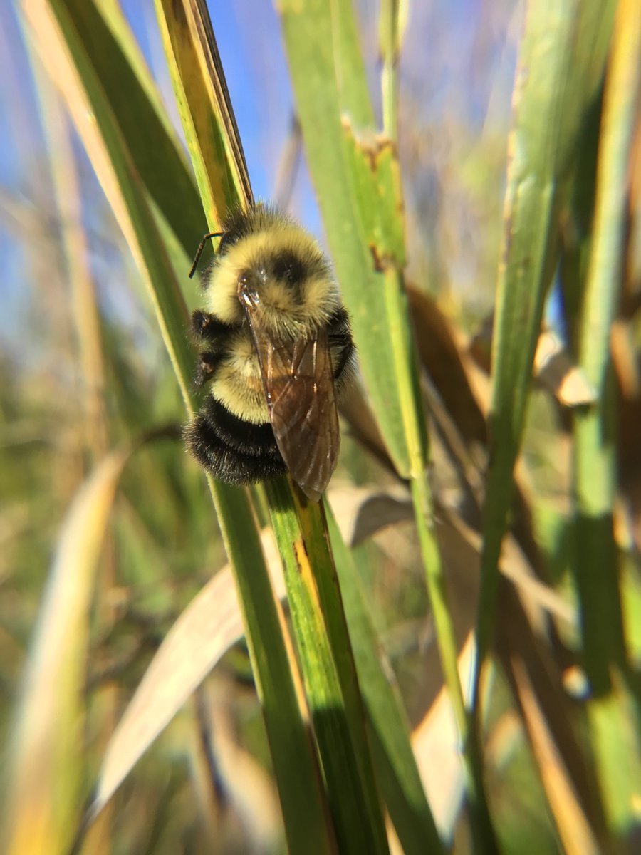 In 2017, the MN DNR received $600,000 to study the spread of native bees. The county continues to collect data for this project! In November, Minnesotans have the opportunity to vote yes to keep state lottery funds working for conservation. legacy.mn.gov/environment-na… #Conservation