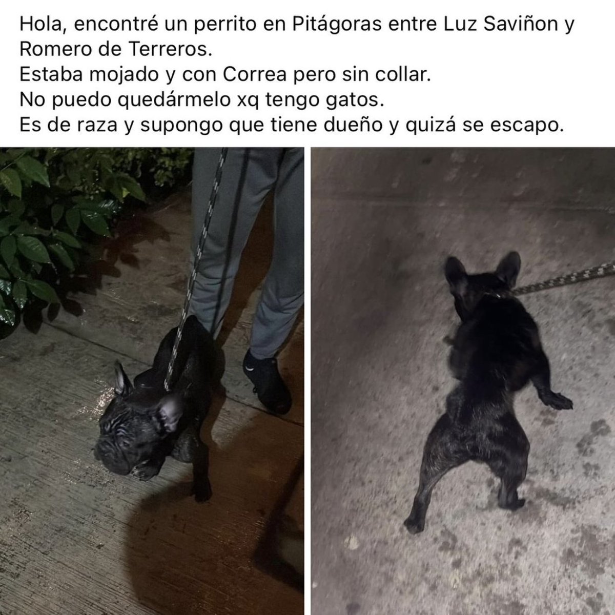 gansino's tweet photo. Comparto esta información, que aparezca su familia 🙏🏼🙏🏼🙏🏼 @PrrosPerdidosMX @MascotaCoyoacan @MascotasSismo por favor, RT @LaRomaDF https://t.co/xXSRPM7yiN