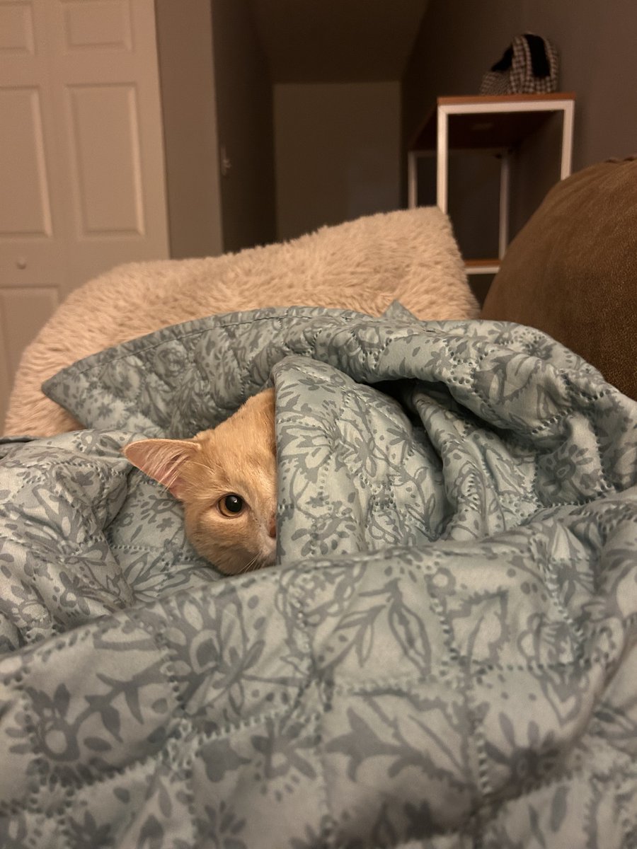 ShrimpTeddy's tweet image. No talk me. I’m bankied up