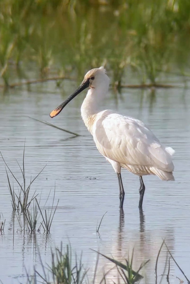 Jonni Price tweet media