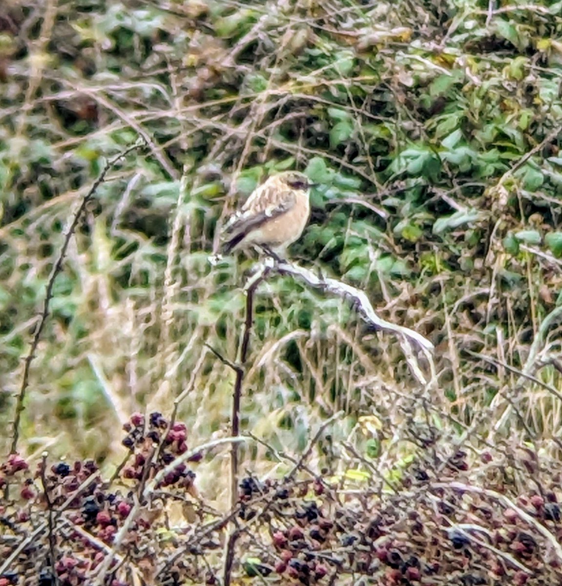 Jonni Price tweet media