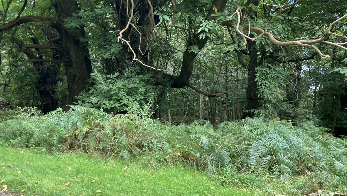 Caroline Smith tweet media