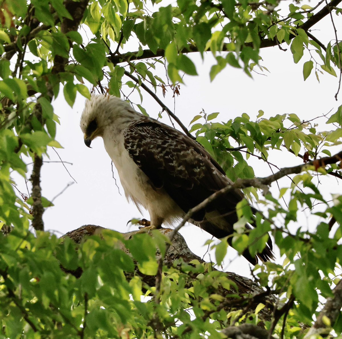partbirdpartman's tweet photo. The mammals stole the show today but African Finfoot and a perched Crowned Eagle were tasty avian treats.
@Natures_Voice 
@naturetrektours 
@NatGeo 
#birds 
#wildlife
#wildlifephotography https://t.co/StvXGdNbj9
