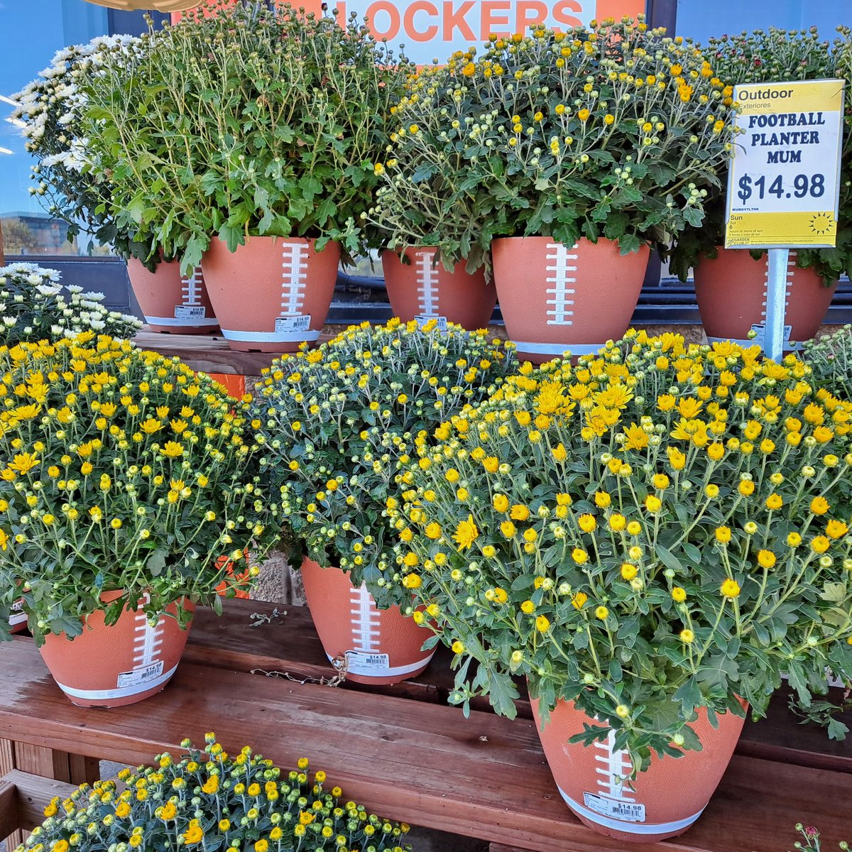 This is how we roll on <a href="/Vikings/">Minnesota Vikings</a> Sunday game day, in our <a href="/HomeDepot/">The Home Depot</a> Garden Center... Viking color mums &amp; football planters...GO VIKES! 🏈🙂