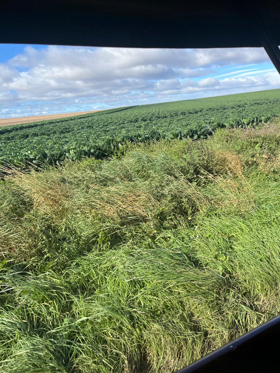 ChristineTacon's tweet photo. Just finished a veteran car rally in Montrose, Angus. Stunned by the beautiful farming views, especially as so much of UK under water. A few pics from and of the car… https://t.co/ShJqrXSWr2