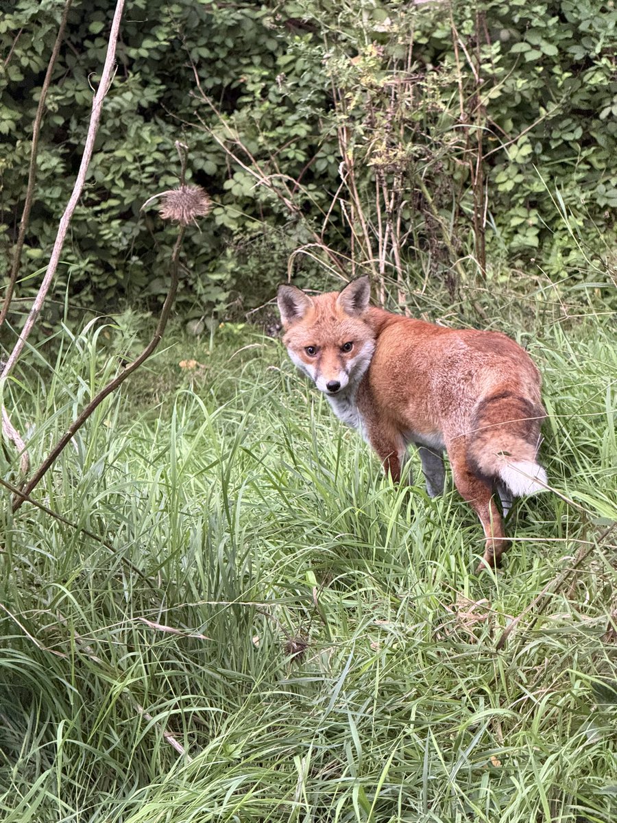 Mike Graham 🇬🇧 tweet media