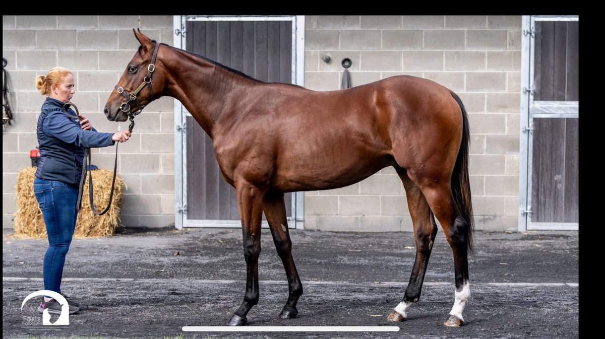 Castlefarm Stud tweet media
