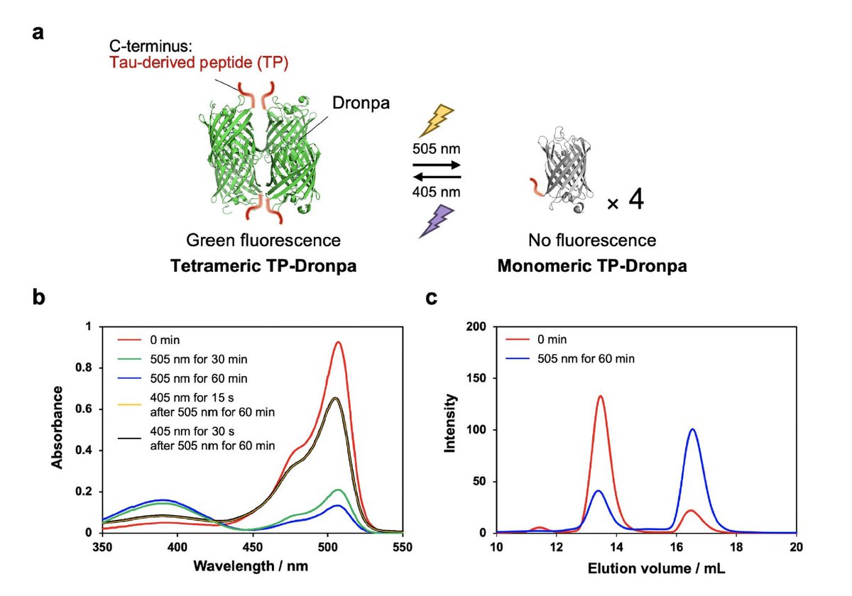 Collaborative work is now posted on bioRxiv! 
Following our previous work in Science Advances science.org/doi/10.1126/sc…, light-switchable Dronpa protein was used as a scaffold to manipulate the #microtubule superstructures by light!
biorxiv.org/content/10.110…