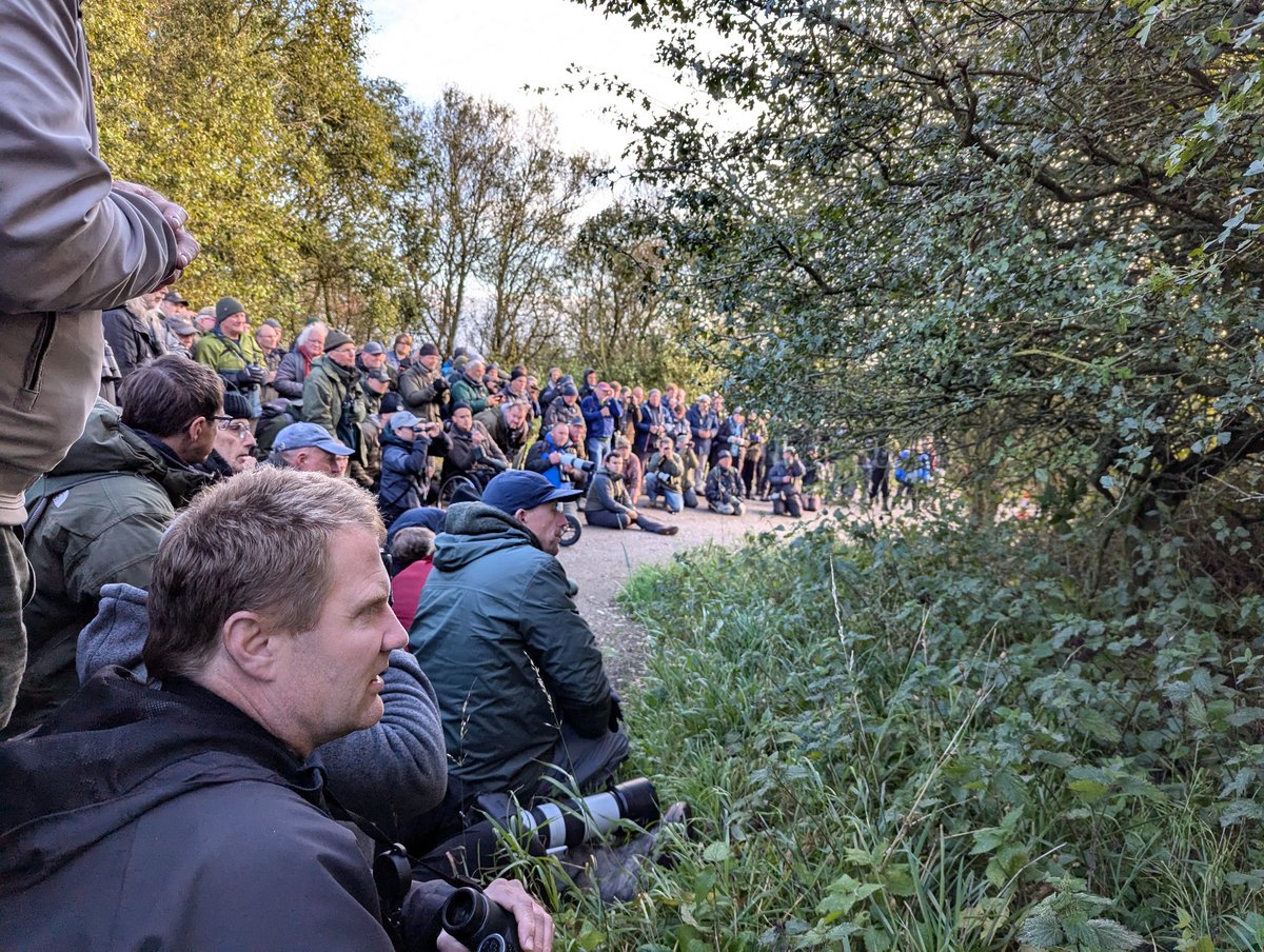 Yesterday's planned Sheringham seawatch got ditched in exchange for a 'second for Britain' Pale-legged leaf warbler at Bempton. Occasional brief good views but as I had to be back in Norwich for early afternoon I didn't manage a photo.