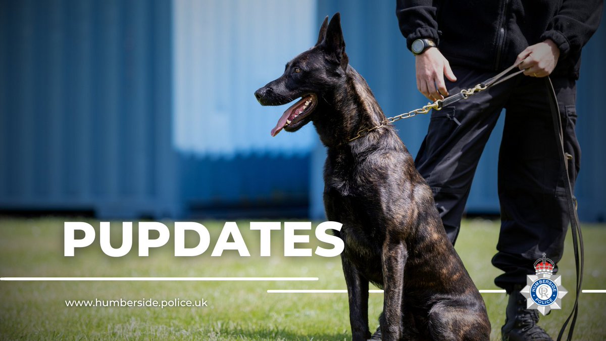 A busy night for Team 2 Dogs with PD Puck and PD Mirko assisting in five arrests, working pawsomely with our Team 2 Traffic colleagues, which included PD Puck assisting with an arrest for failing to stop/driving offences and PD Mirko challenging a suspect for suspected burglary!