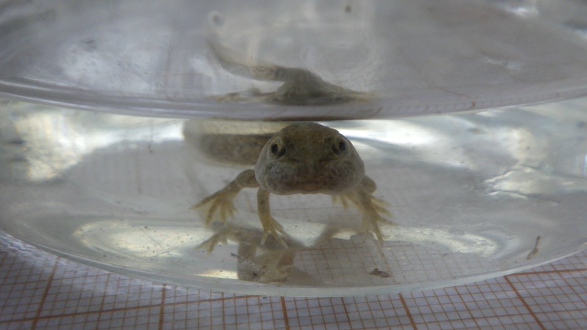 FratczakMartyna's tweet image. #selfie Pelophylax ridibundus froglet, close to the end of metamorphosis. From our experiment on endocrine disruptors and #amphibian sex #Preludium @izpuls @MrTraszka @GreatGreyTryjan