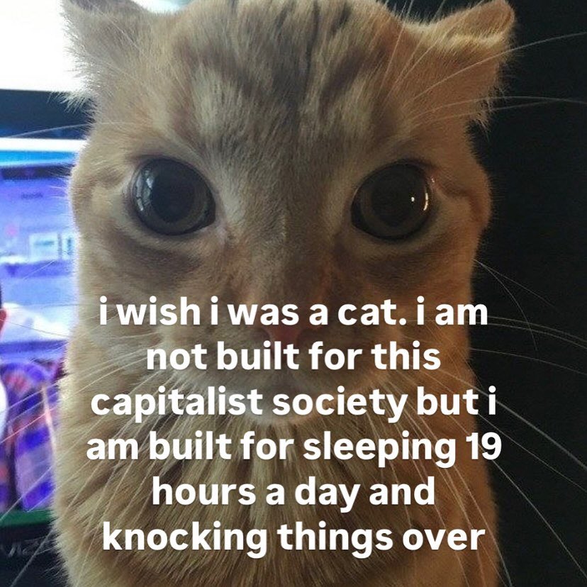 LiterallyMeCats tweet media