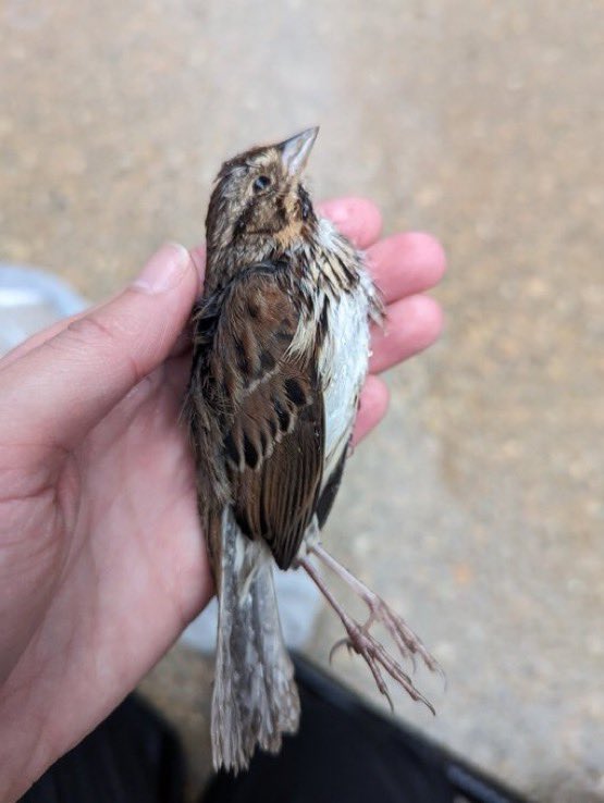 Chicago is the most dangerous city for migrating birds in North America

if you find a bird in need, immediately
call Chicago Bird Collsion Monitors 
773 988 1867

If you want to help pursue a full mandatory bird safe design ordinance 👉 birdfriendlychicago.org/volunteer-2
