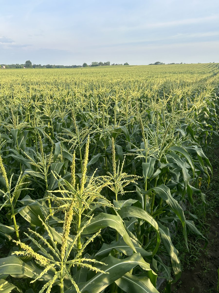 Welsh Bros. tweet media