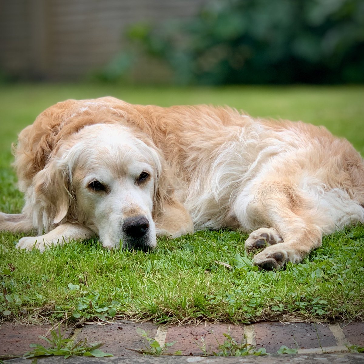 Pip the Golden Retriever 🌈 tweet media