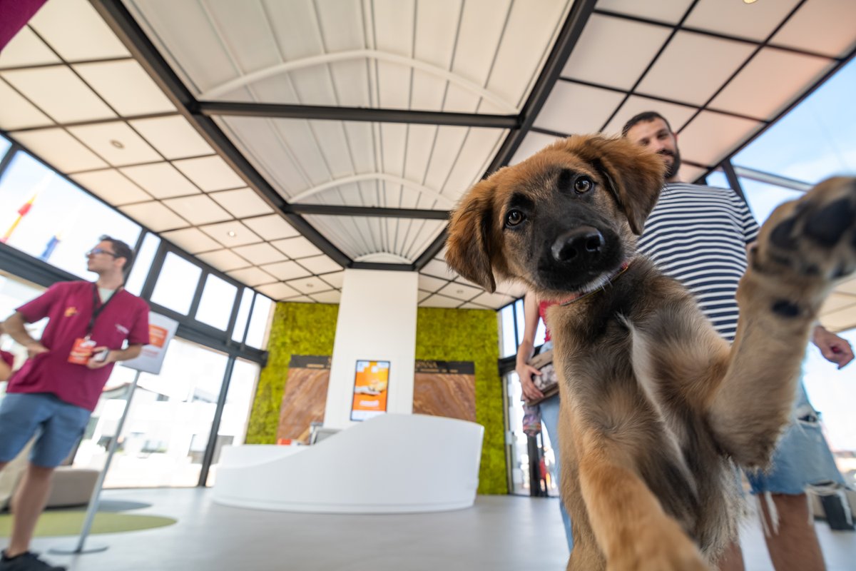 infecar's tweet image. Gracias por acompañarnos en #Animundo, la Feria del Animal de Compañía, dedicada al cuidado de nuestros animales, con charlas, talleres, actividades y las pasarelas de adopción.