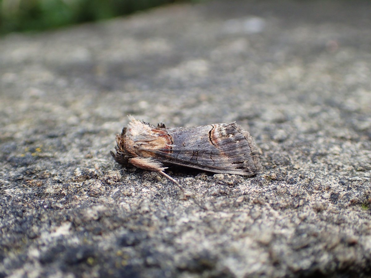 Euspilapteryx auroguttella and Fomoria septembrella mines on St. John's-wort in my garden today. I only sowed the seeds earlier this year! Possibly only the 4th VC 61 record of E. auroguttella? Dark Spectacle was new for the garden recently. #teammoth <a href="/DoubleKidney/">Charles Fletcher</a> <a href="/BC_Yorkshire/">Butterfly Conservation Yorkshire</a>