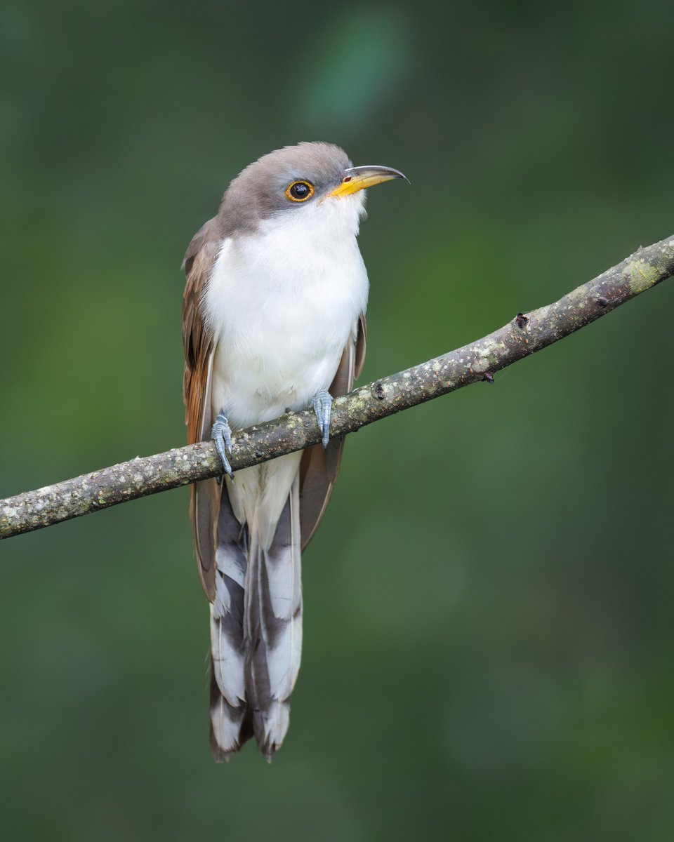 FogleBird's tweet image. I was excited about yesterday's Yellow-billed Cuckoo shot, but I think I got an even better one this morning!